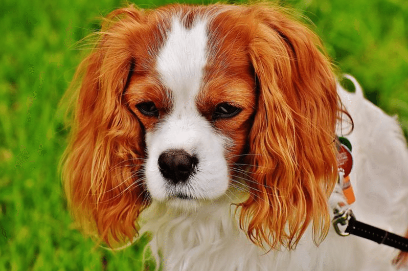 Skäl till varför Prozac skrivs ut till ditt husdjur