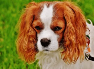 Raisons pour lesquelles le Prozac est prescrit à votre animal de compagnie