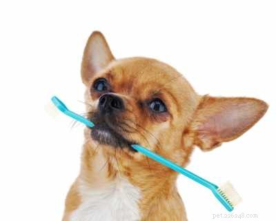 Vše, co potřebujete vědět k zajištění dobrého zubního zdraví psa