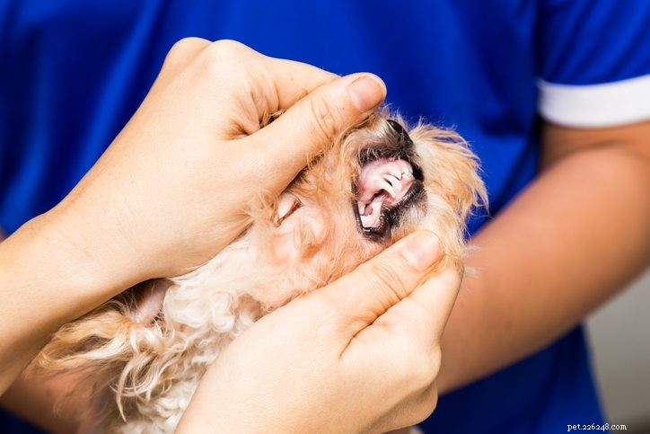 Fai attenzione ai problemi di cure odontoiatriche per cani anziani