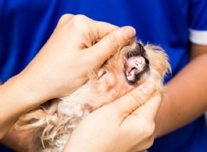 Esteja ciente dos problemas dentários de cães idosos