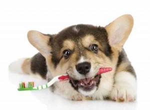 Когда нужно посетить стоматолога для собаки или кошки