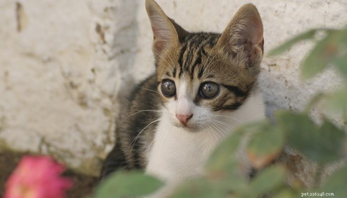 Советы по поиску пропавшей кошки