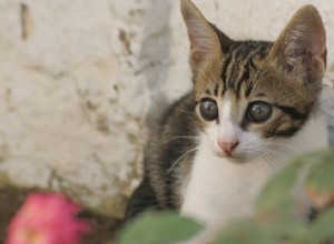 Dicas para encontrar um gato perdido