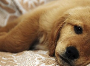 Os cães podem pegar ebola?