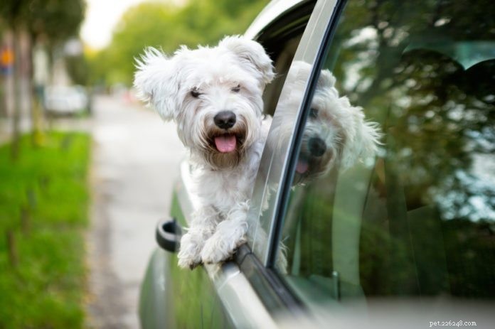 Att köra i bil med hundar:Vad du ska göra om din hund blir bilsjuk
