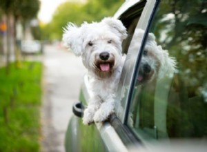 Andar de carro com cachorros:o que fazer se seu cachorro ficar doente de carro