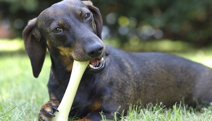 Zijn botten een veilige traktatie voor honden?