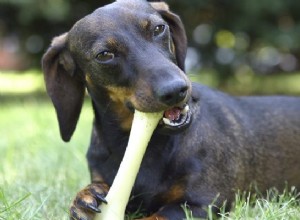 뼈는 개에게 안전한 치료입니까?