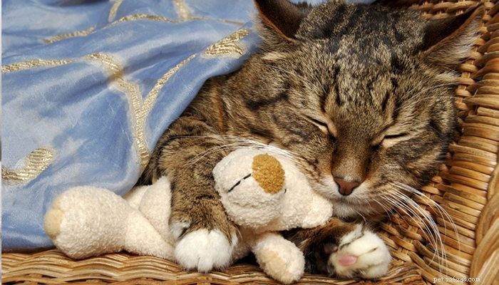 The 101 on Caring For Your Elderly Cat