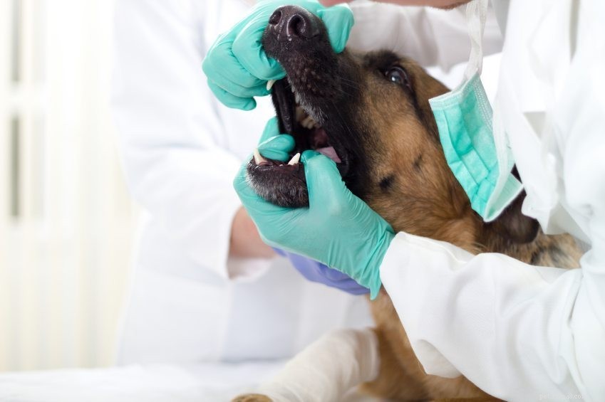 Les vrais dangers des maladies dentaires canines