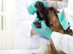 Os verdadeiros perigos da doença dentária canina