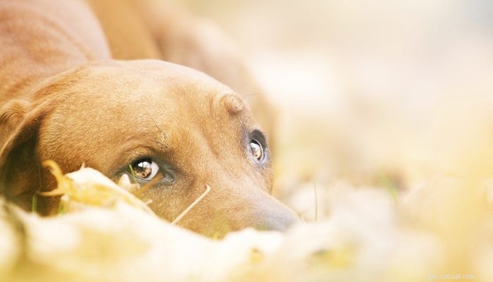 Příznaky a příznaky úzkosti nebo úzkosti psů