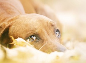 Příznaky a příznaky úzkosti nebo úzkosti psů