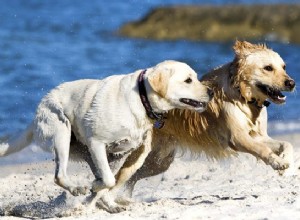 Displasia de cotovelo de cão grande