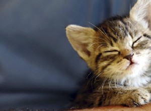 5 dicas importantes de segurança para gatos