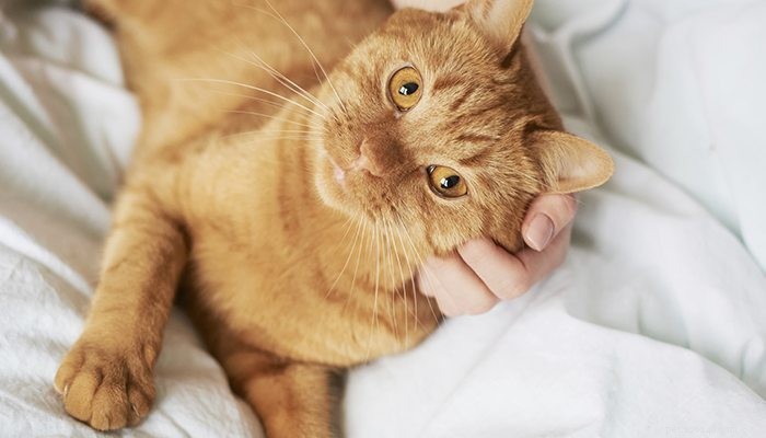 Vše, co potřebujete vědět o syndromu žluté kočky