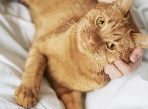 Tudo o que você precisa saber sobre a síndrome do gato amarelo