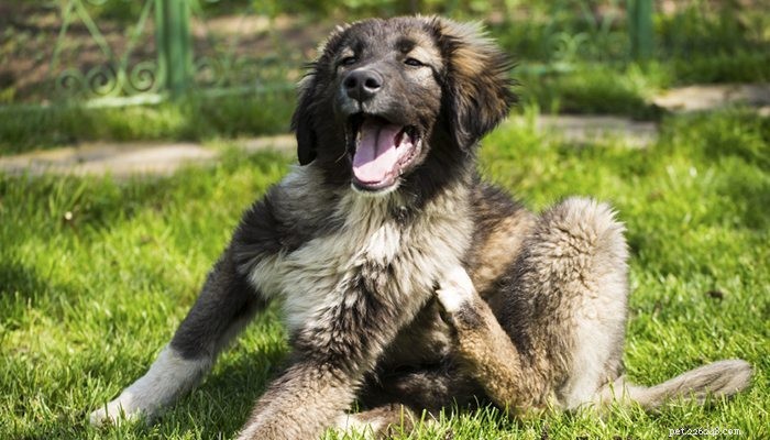 Prendersi cura delle irritazioni cutanee estive del tuo cane