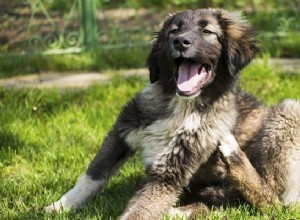 Cuidando das irritações de verão do seu cão