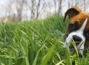 Dicas de segurança canina de verão obrigatórias