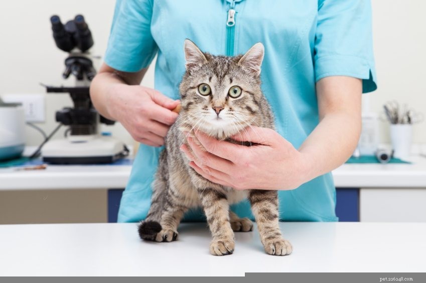 Vacina contra o vírus da imunodeficiência felina:prós e contras