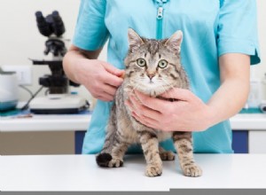 Вакцина против вируса иммунодефицита кошек:плюсы и минусы
