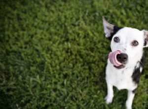 Por que meu cachorro lambe constantemente?