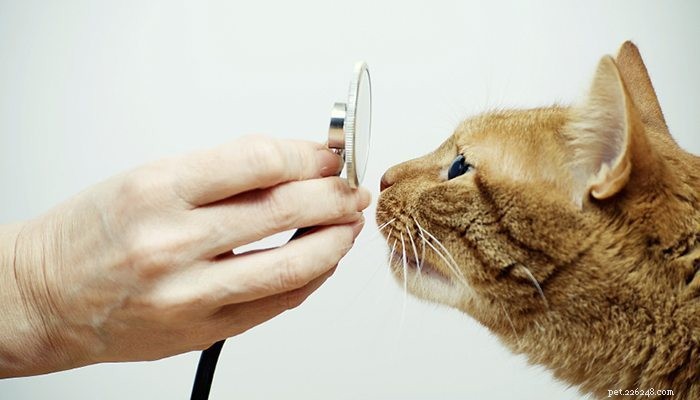 Čtyři možné příčiny krvácení z nosu u koček