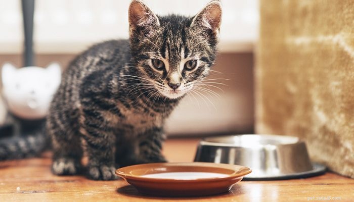 De juiste manier om de voer- en waterbakken van uw kat schoon te maken