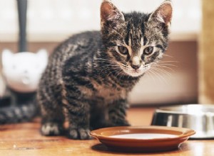 A maneira certa de limpar os pratos de comida e água do seu gato