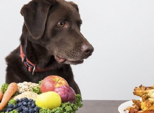 Reduzindo a carga tóxica do seu animal de estimação