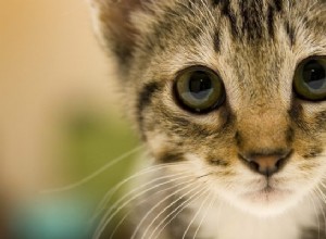 Seu gato está deixando você mentalmente doente?