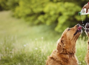 Protegendo seus animais de estimação da insolação