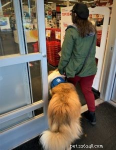 Vakaa, kolie dlouhosrstá, služební pes pro mobilitu