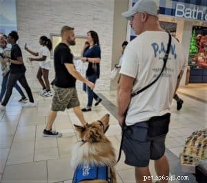 Vakaa, kolie dlouhosrstá, služební pes pro mobilitu