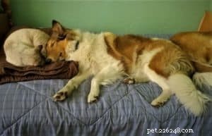 Vakaa, cão de serviço de mobilidade Rough Collie