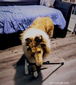 Vakaa, cão de serviço de mobilidade Rough Collie