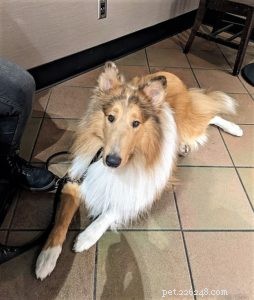 Vakaa, Rough Collie Mobility Service Dog