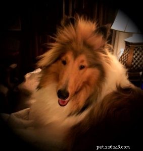 Cody Crazy Hair, A Collie Like No Other