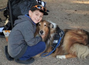 Quão inteligentes são os collies ásperos?