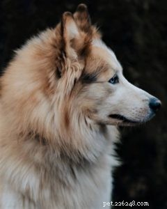 Vasya, cão de serviço psiquiátrico Rough Collie em treinamento