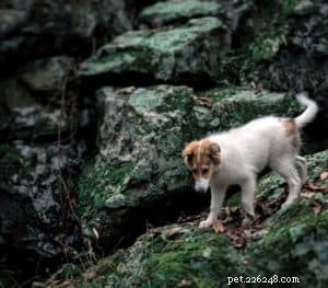 Vasya, hrubosrstý Psychiatrický služební pes kolie ve výcviku
