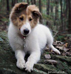 Vasya, cão de serviço psiquiátrico Rough Collie em treinamento