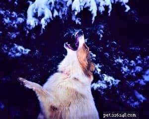 Vasya, hrubosrstý Psychiatrický služební pes kolie ve výcviku
