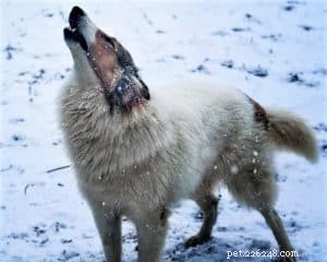 Vasya、Rough Collie Psychiatric Service Dog in Training