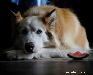 Vasya, cane da servizio psichiatrico Rough Collie in addestramento