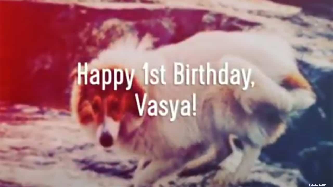 Vasya, cane da servizio psichiatrico Rough Collie in addestramento