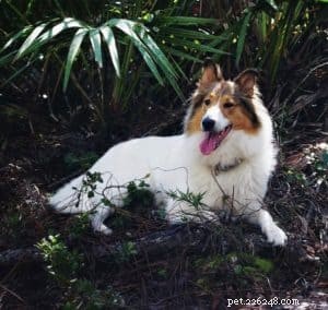 Vasya, Rough Collie psykiatrisk servicehund under utbildning