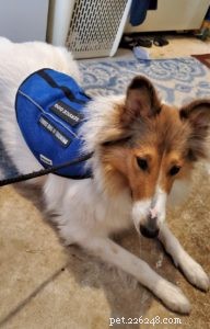 Vasya、Rough Collie Psychiatric Service Dog in Training